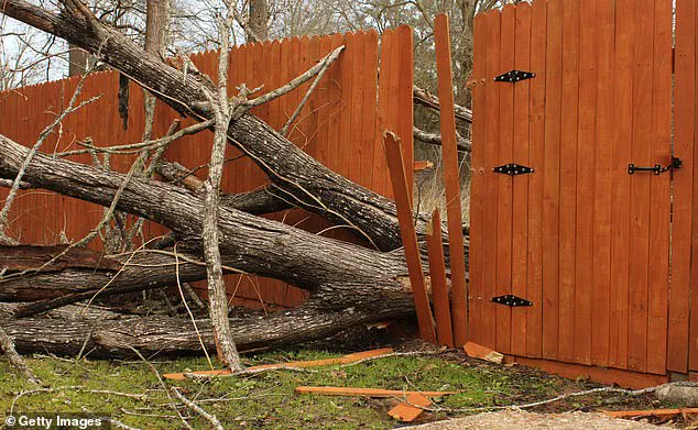 Urgent: Overgrown Greenery Feuds Escalate – Legal Risks Rise as Experts Warn Against Hasty Actions