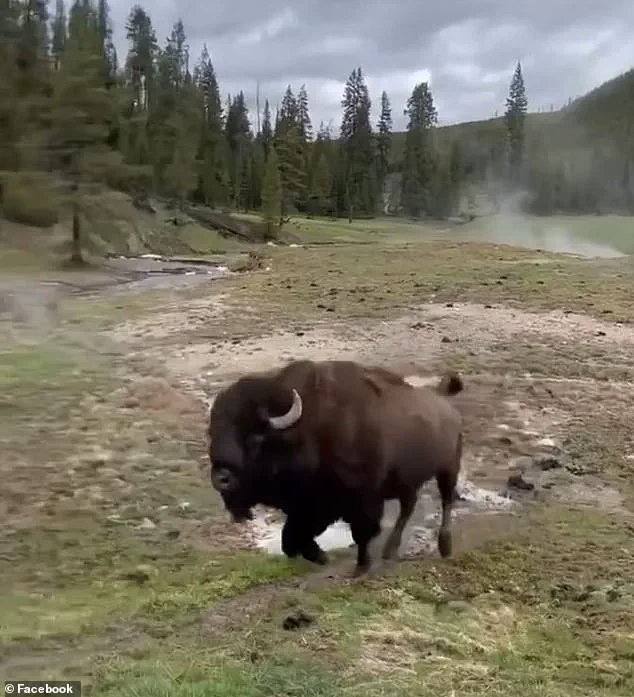 The Hidden Truth Behind the Viral Bison Video: What Experts Know That Tourists Didn't