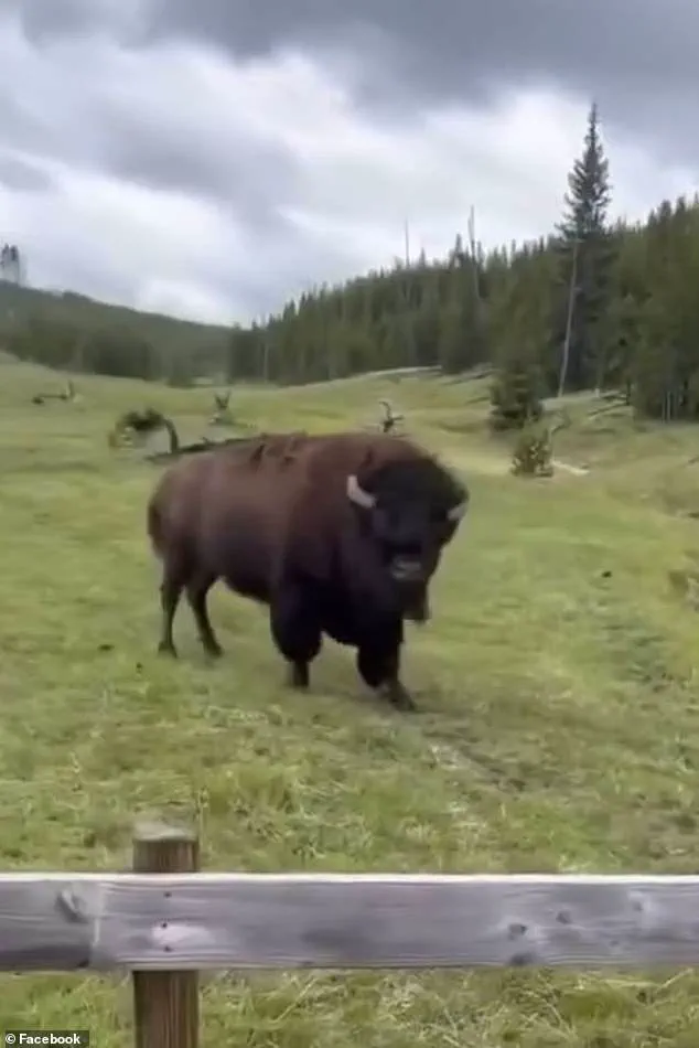 The Hidden Truth Behind the Viral Bison Video: What Experts Know That Tourists Didn't