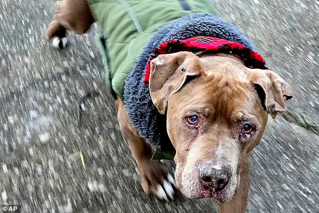 Veterinarian's Jail Sentence Sparks Debate Over Animal Welfare vs. Property Rights in Michigan Dog Rescue Case