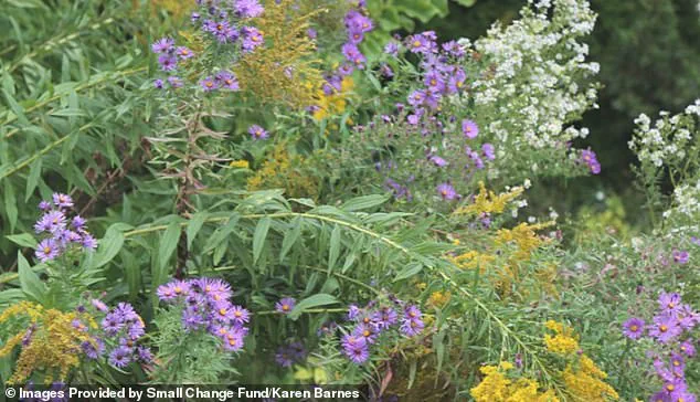 Burlington Resident's Wildflower Garden Becomes Pollinator Sanctuary