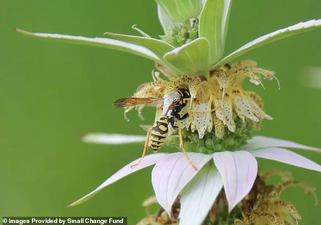 Burlington Resident's Wildflower Garden Becomes Pollinator Sanctuary