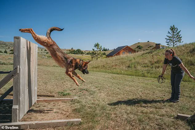 Montana Entrepreneur Kim Greene Builds Elite Guard Dog Enterprise with Svalinn