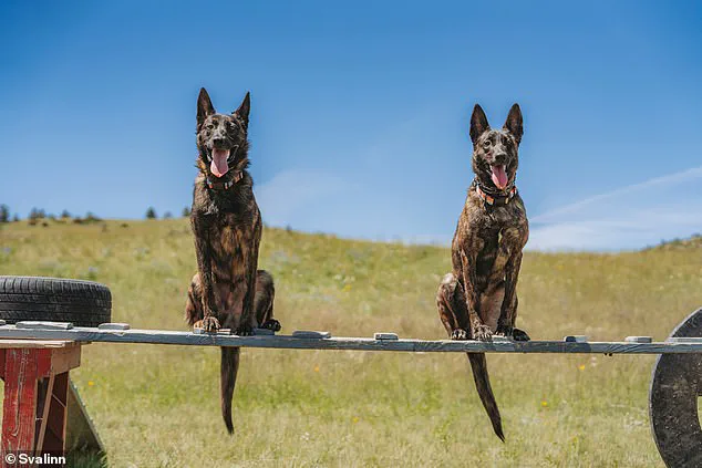 Montana Entrepreneur Kim Greene Builds Elite Guard Dog Enterprise with Svalinn
