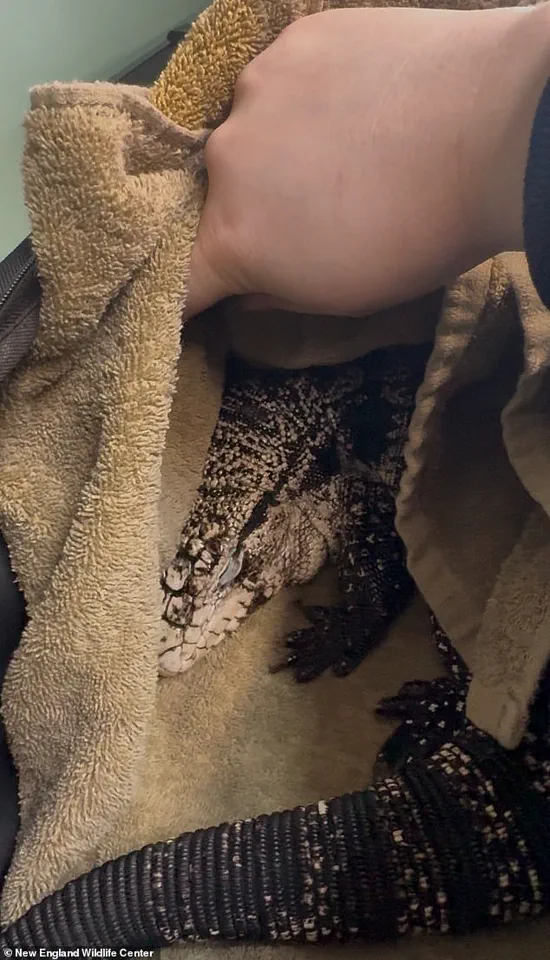 Winter Storm Reveals Stranded South American Tegu in Rhode Island: Urgent Rescue Efforts Underway
