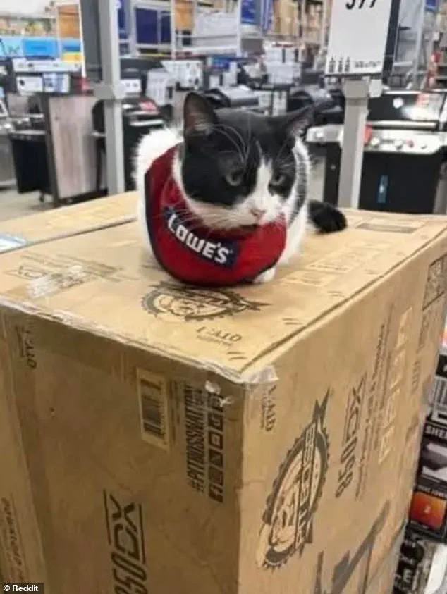 Beloved 'Mama Cat' Removed from Lowe's Job, Sparking Outrage and Growing Movement to Reverse Decision