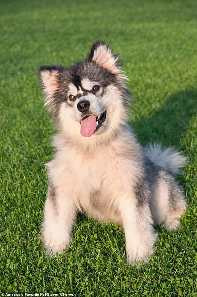From Slaughterhouse to Sanctuary: Kronk's Rescue Story