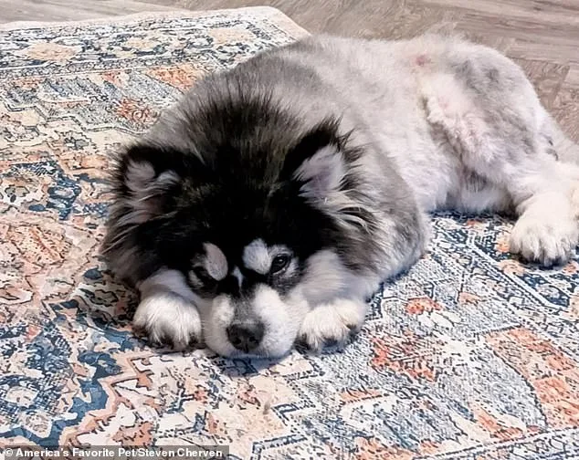 From Slaughterhouse to Sanctuary: Kronk's Rescue Story