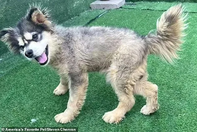 From Slaughterhouse to Sanctuary: Kronk's Rescue Story