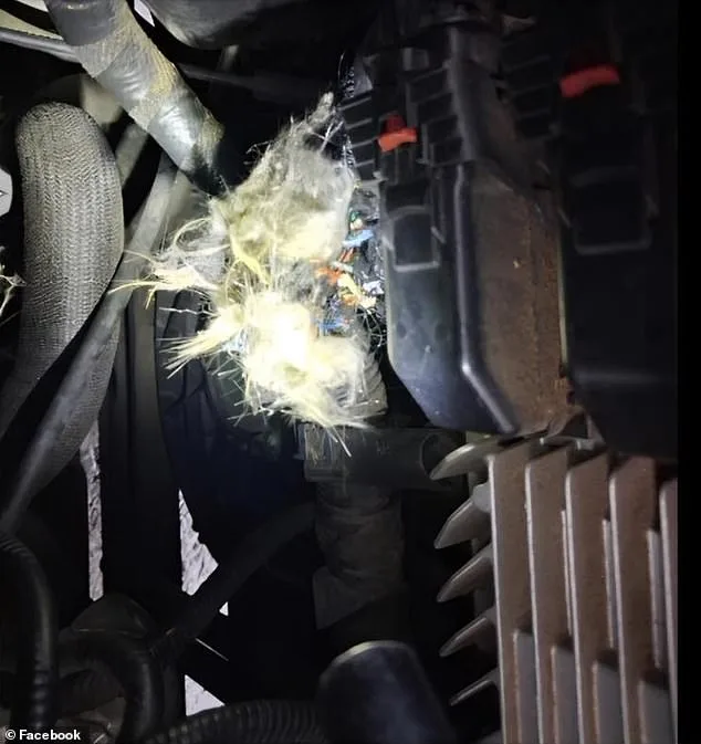 Groundhog's Relentless Work: $4,900 in Car Damage After Just Two Days