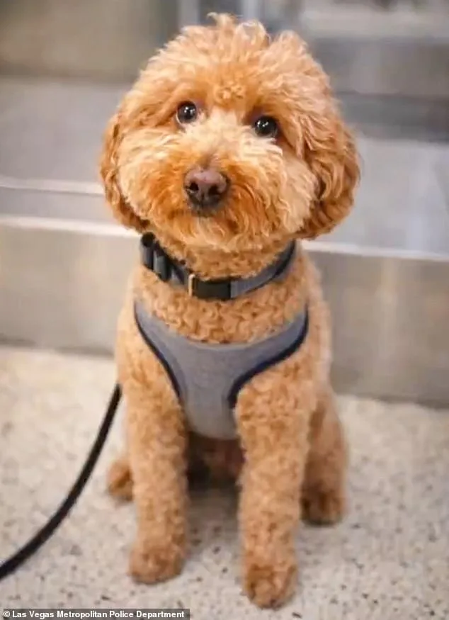 Woman Arrested for Allegedly Abandoning Puppy at Las Vegas Airport, Faced Charges of Animal Abandonment and Resisting Arrest