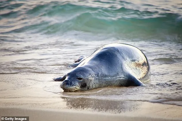 Hawaii Locals and Environmental Groups Sue Government Over Hotel Development Threatening Ecosystem