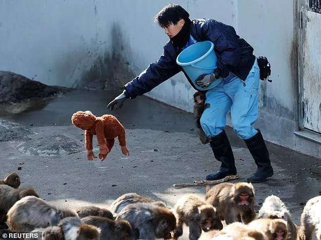 Punch, the Abandoned Baby Macaque Rescued by a Plushie: Viral Image Sparks Global Outcry