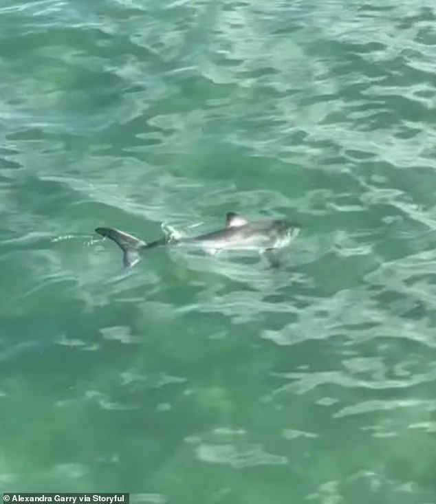 Dramatic Marine Rescue on Hermosa Beach: Young Fisherman Saves Ensnared Great White Shark in Viral Act of Compassion