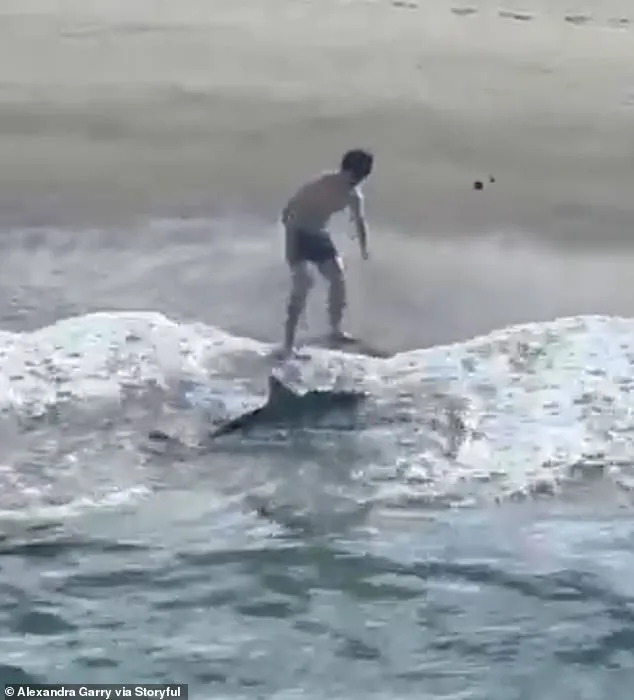 Dramatic Marine Rescue on Hermosa Beach: Young Fisherman Saves Ensnared Great White Shark in Viral Act of Compassion