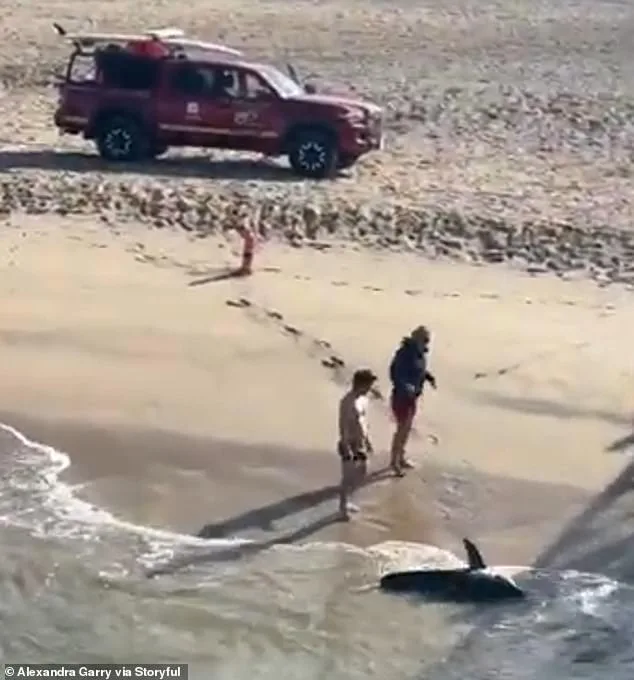 Dramatic Marine Rescue on Hermosa Beach: Young Fisherman Saves Ensnared Great White Shark in Viral Act of Compassion