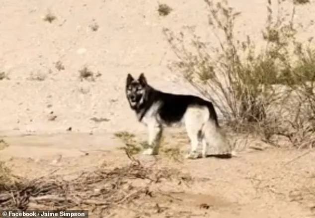 Abandoned in the Desert: How Immigration Policies Leave Pets Behind