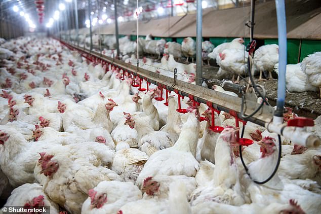 UK launches H5N1 bird flu vaccine trial to shield against pandemic threat.