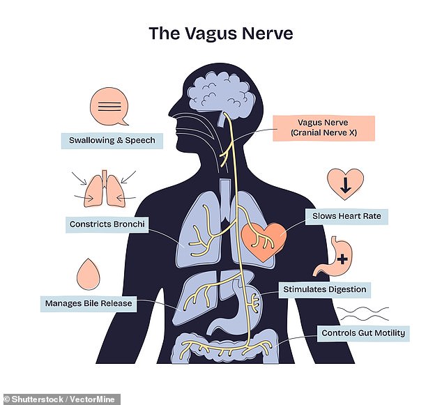 Tau tangles in brainstem region signal early Alzheimer's risk.
