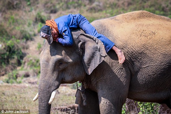 Lost elephant calf reunited with family in heartwarming Kenyan reunion